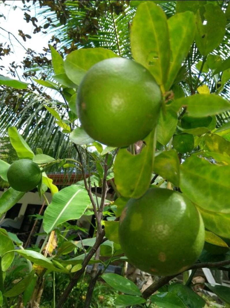 Amron Resort Sigiriya Buitenkant foto